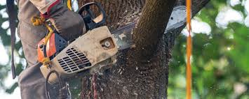 Best Tree Health Inspection  in River Ridge, FL