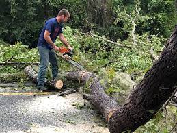 Reliable River Ridge, FL Tree Services Solutions