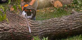 Best Tree Disease Treatment  in River Ridge, FL