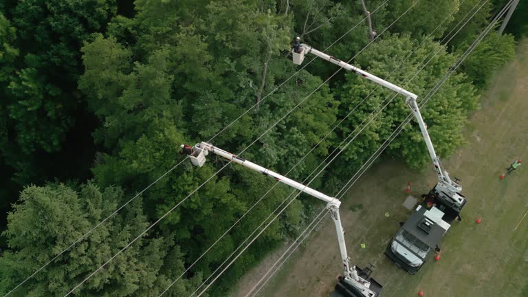 How Our Tree Care Process Works  in River Ridge, FL