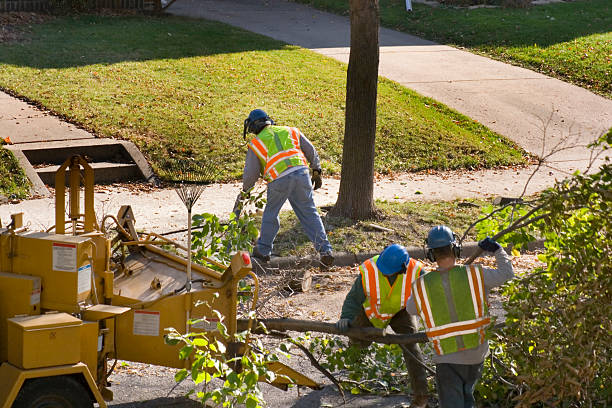 Best Lawn Drainage Solutions  in River Ridge, FL