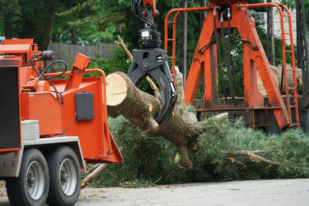 Best Stump Grinding and Removal  in River Ridge, FL