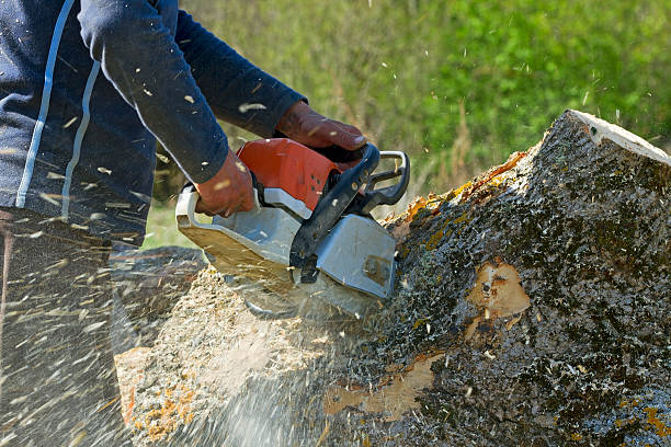 Best Tree Preservation Services  in River Ridge, FL