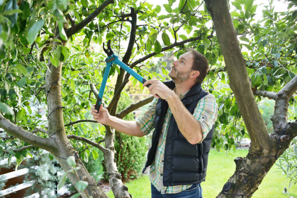 Best Hedge Trimming  in River Ridge, FL